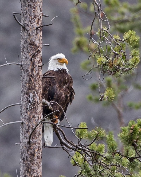 Picture of BALD EAGLE