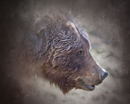 Picture of GRIZZLY BEAR BOAR