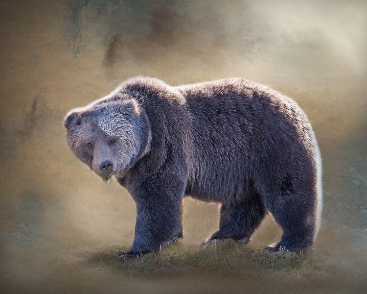 Picture of GRIZZLY BEAR BOAR