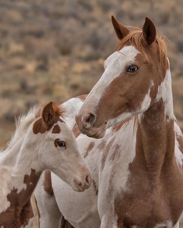 Picture of GYPSY AND SENTINEL - S STEENS WILD MUSTANGS