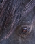 Picture of DOMINO - S STEENS STALLION