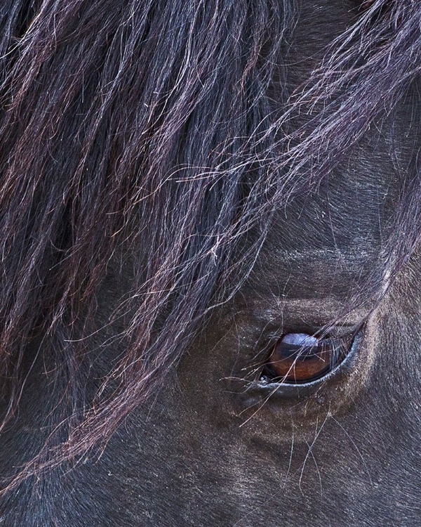 Picture of DOMINO - S STEENS STALLION