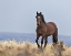 Picture of CHEROKEE - S STEENS WILD STALLION