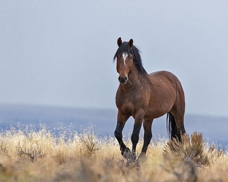 Picture of CHEROKEE - S STEENS WILD STALLION