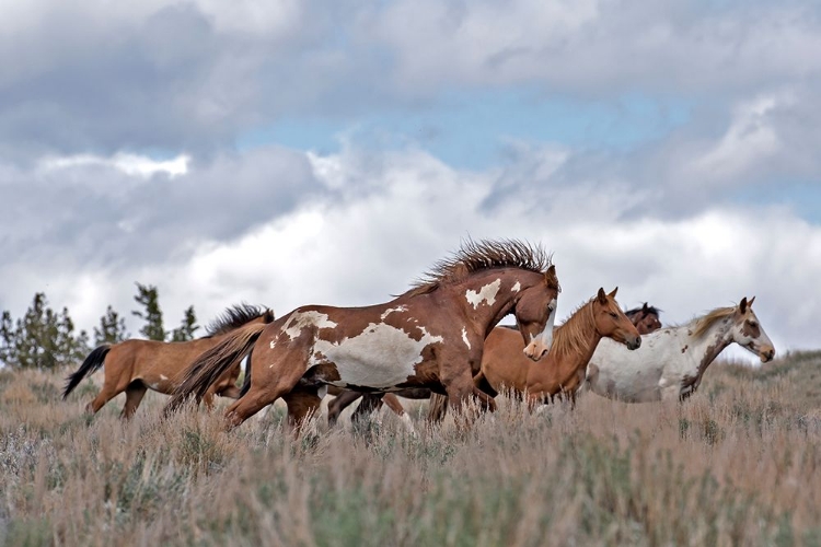 Picture of SOUTH STEENS MUSTANGS