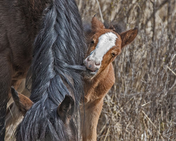 Picture of OCHOCO WILD FOAL - BIG SUMMIT HMA