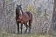 Picture of OCHOCO WILD STALLION - BIG SUMMIT