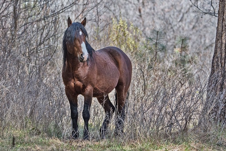 Picture of OCHOCO WILD STALLION - BIG SUMMIT