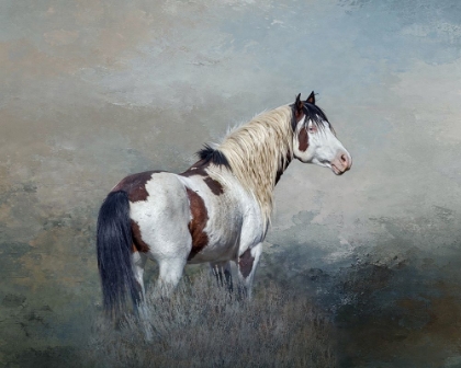 Picture of SHAMAN - S STEENS WILD STALLION