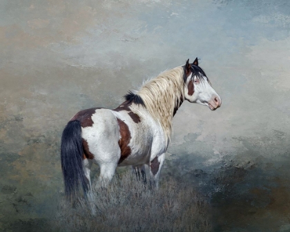 Picture of SHAMAN - S STEENS WILD STALLION