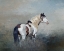 Picture of SHAMAN - S STEENS WILD STALLION