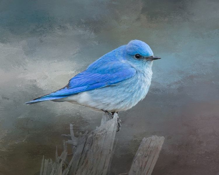 Picture of MOUNTAIN BLUEBIRD