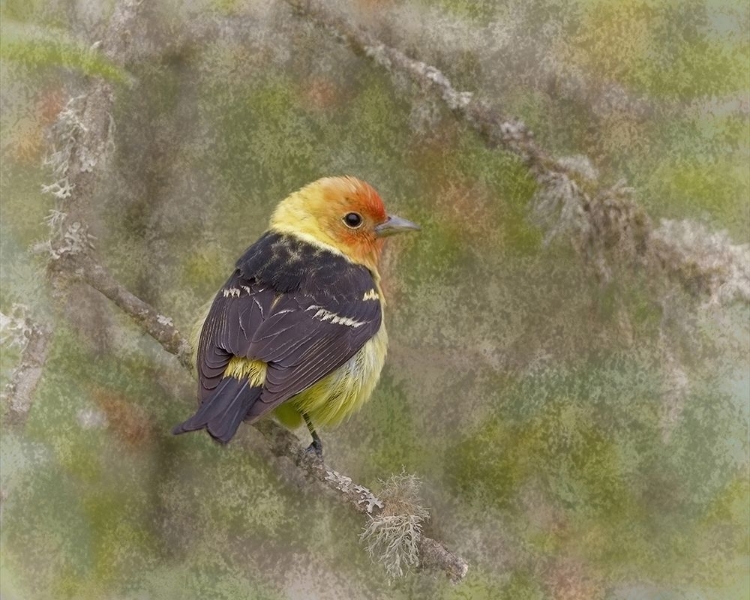 Picture of WESTERN TANAGER