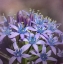 Picture of HYACINE