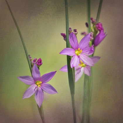 Picture of BLUE-EYED GRASS OCHOCO