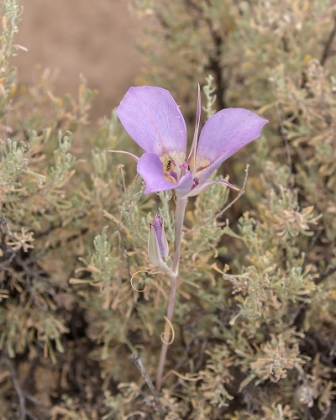 Picture of MARIPOSA LILY