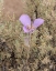 Picture of MARIPOSA LILY