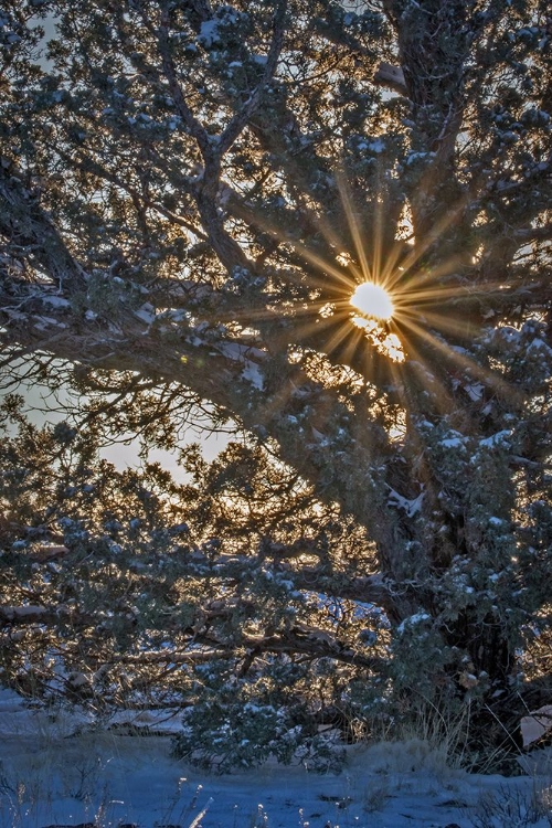 Picture of NEW YEARS STEENS MOUNTAIN SUNRISE