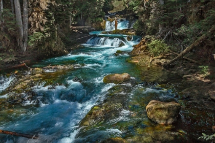 Picture of MCKENSIE RIVER