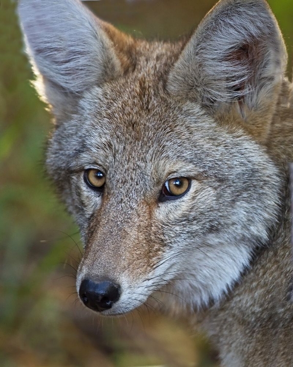 Picture of COYOTE