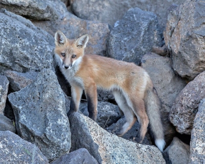 Picture of RED FOX KIT I