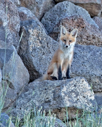 Picture of RED FOX KIT II