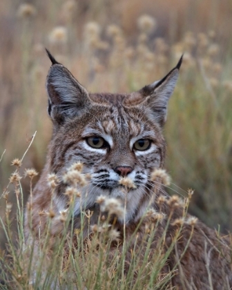 Picture of BOBCAT