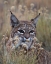 Picture of BOBCAT
