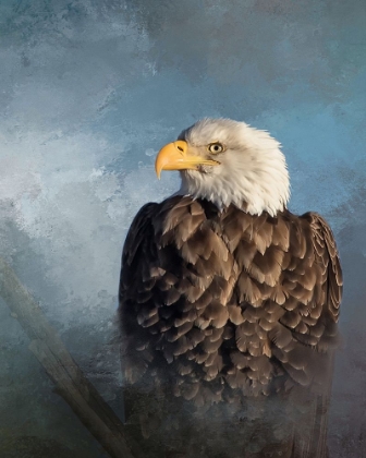 Picture of BALD EAGLE