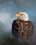 Picture of BALD EAGLE