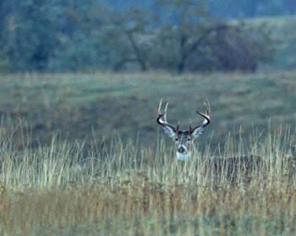 Picture of MONTANA WHITETAIL BUCK