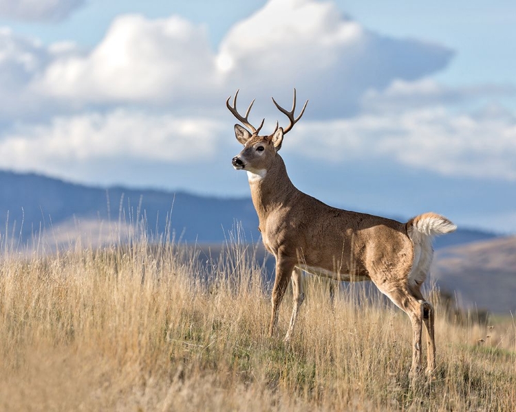 Picture of MONTANA WHITETAIL BUCK II