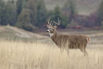 Picture of MONTANA WHITETAIL BUCK III