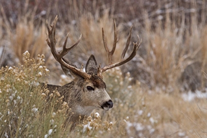 Picture of MULE DEER BUCK