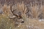 Picture of MULE DEER BUCK