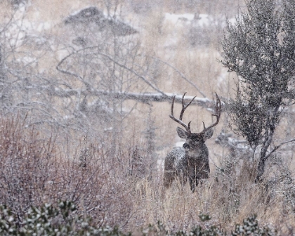 Picture of MULE DEER BUCK - STEENS MOUNTAIN