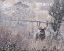 Picture of MULE DEER BUCK - STEENS MOUNTAIN