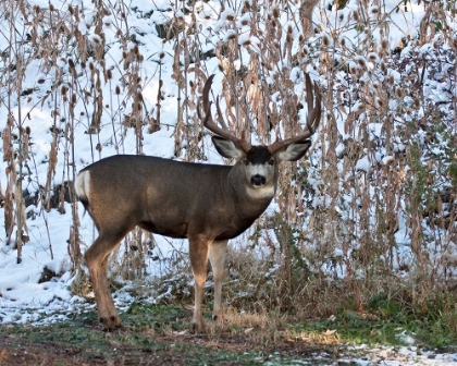 Picture of MULE DEER BUCK