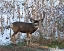 Picture of MULE DEER BUCK