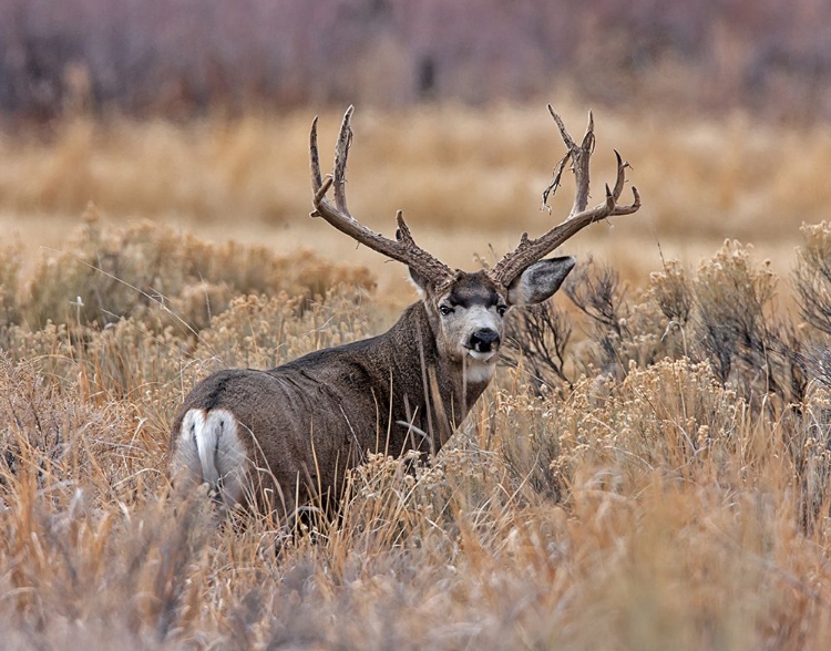 Picture of MULE DEER BUCK II