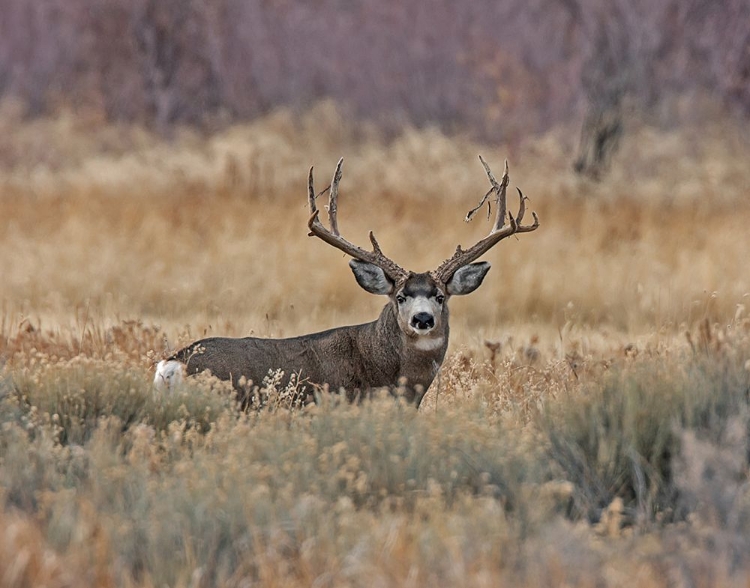 Picture of MULE DEER BUCK III