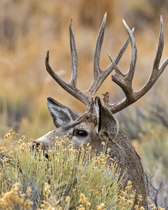 Picture of MULE DEER BUCK IV