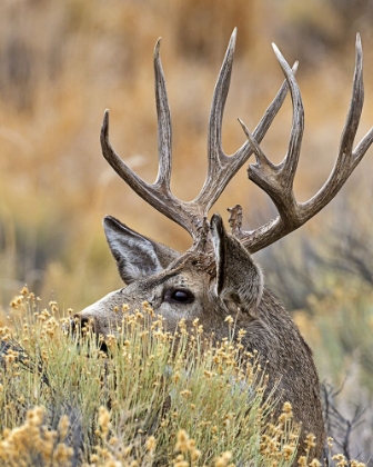 Picture of MULE DEER BUCK IV