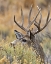 Picture of MULE DEER BUCK IV