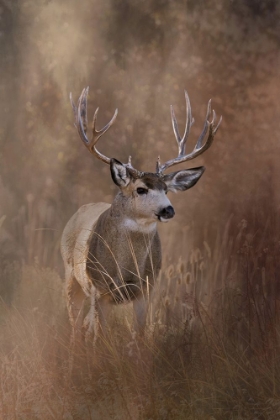 Picture of MULEY - MALHEUR