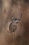Picture of MULEY - MALHEUR