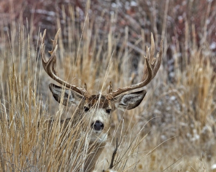 Picture of MULEY - MALHEUR II