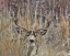 Picture of MULEY - MALHEUR II