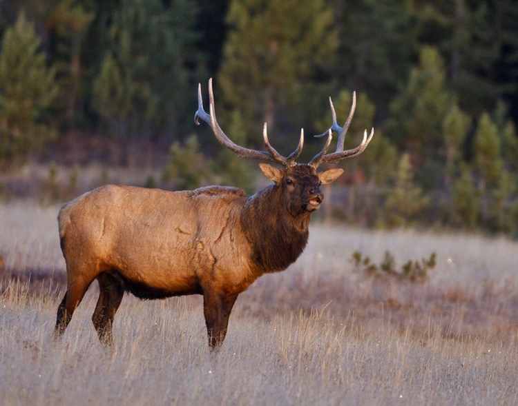 Picture of BULL ELK