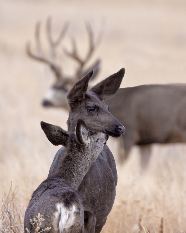 Picture of DARK MULE DEER DOE